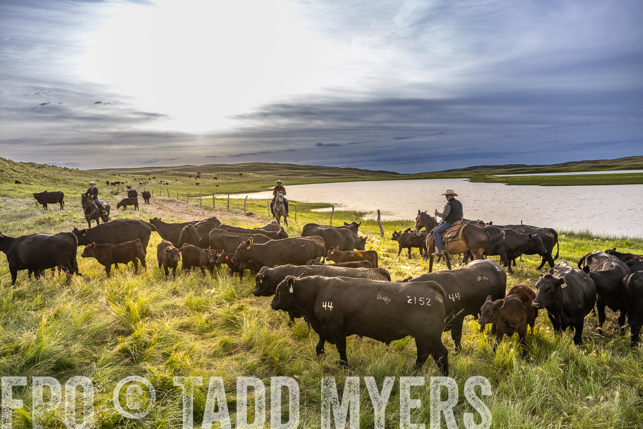 TMyers_PP_VintonRanch_Nebraska_June2024-518042