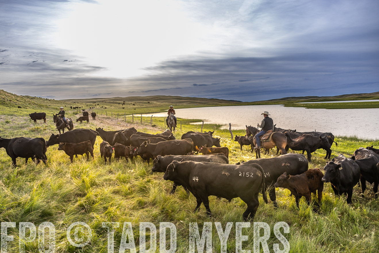 TMyers_PP_VintonRanch_Nebraska_June2024-518044