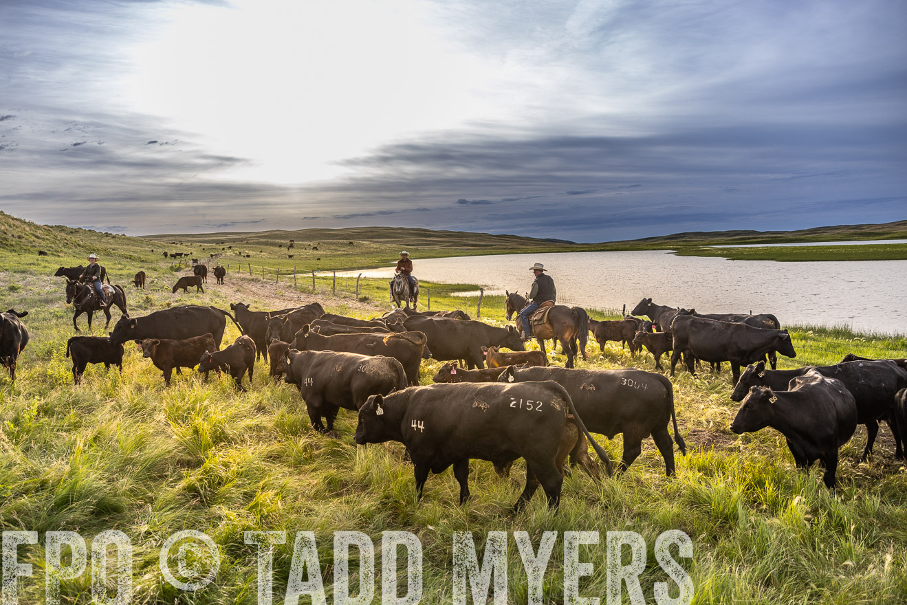 TMyers_PP_VintonRanch_Nebraska_June2024-518048