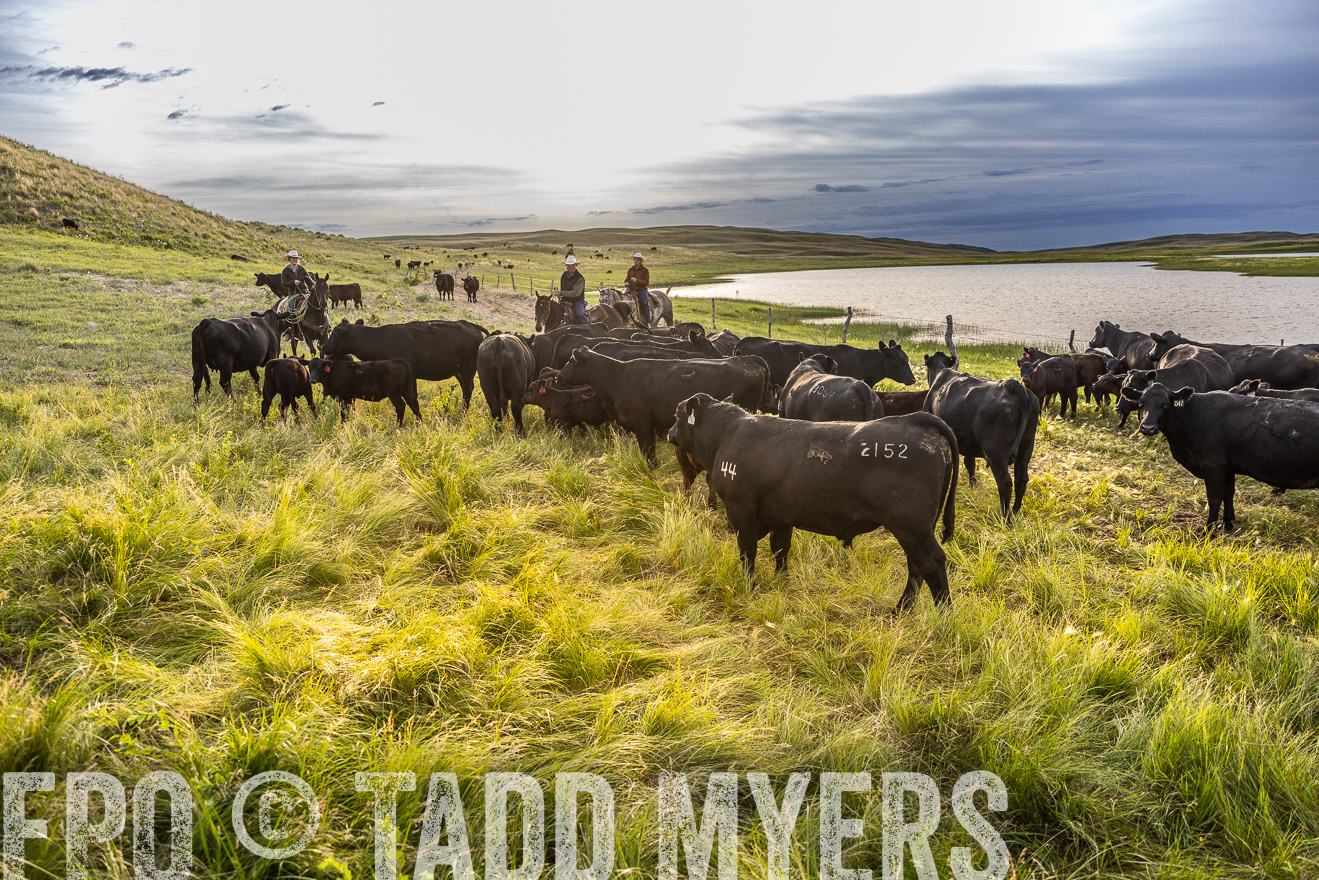 TMyers_PP_VintonRanch_Nebraska_June2024-518055