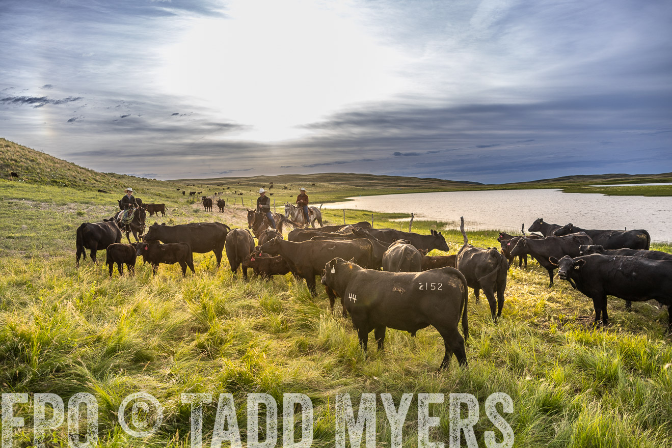 TMyers_PP_VintonRanch_Nebraska_June2024-518056