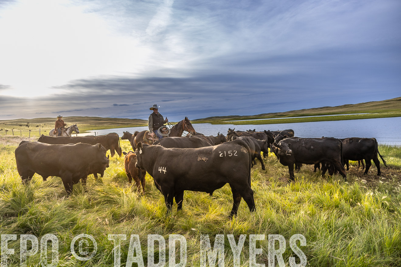 TMyers_PP_VintonRanch_Nebraska_June2024-518063
