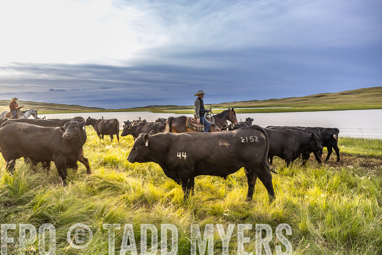 TMyers_PP_VintonRanch_Nebraska_June2024-518067