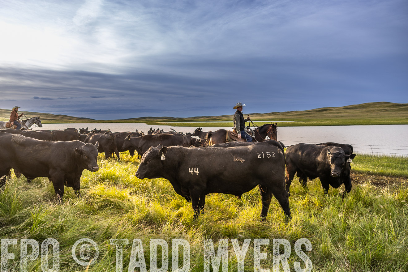 TMyers_PP_VintonRanch_Nebraska_June2024-518073