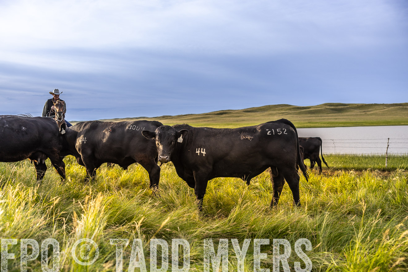 TMyers_PP_VintonRanch_Nebraska_June2024-518084