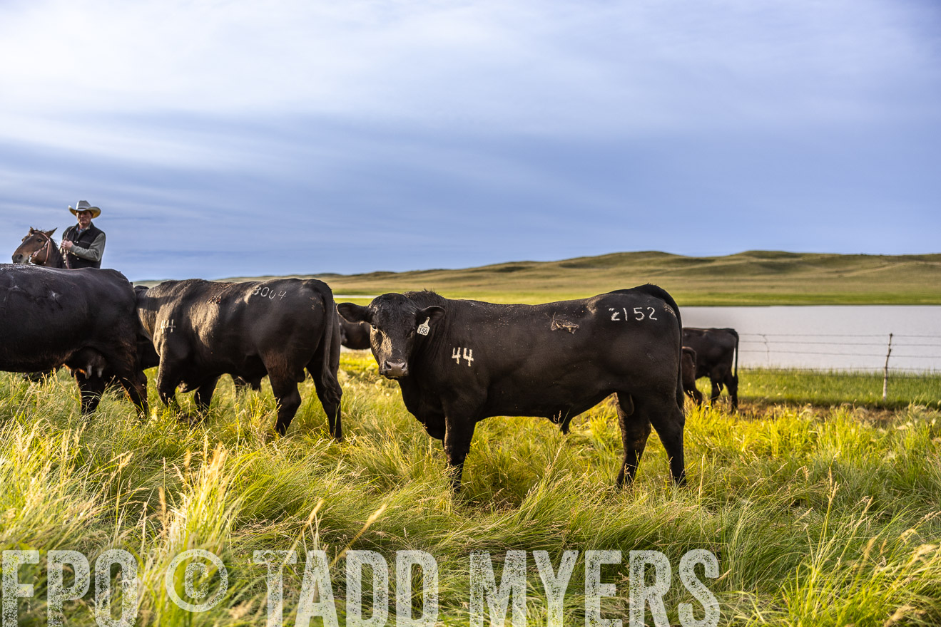 TMyers_PP_VintonRanch_Nebraska_June2024-518087