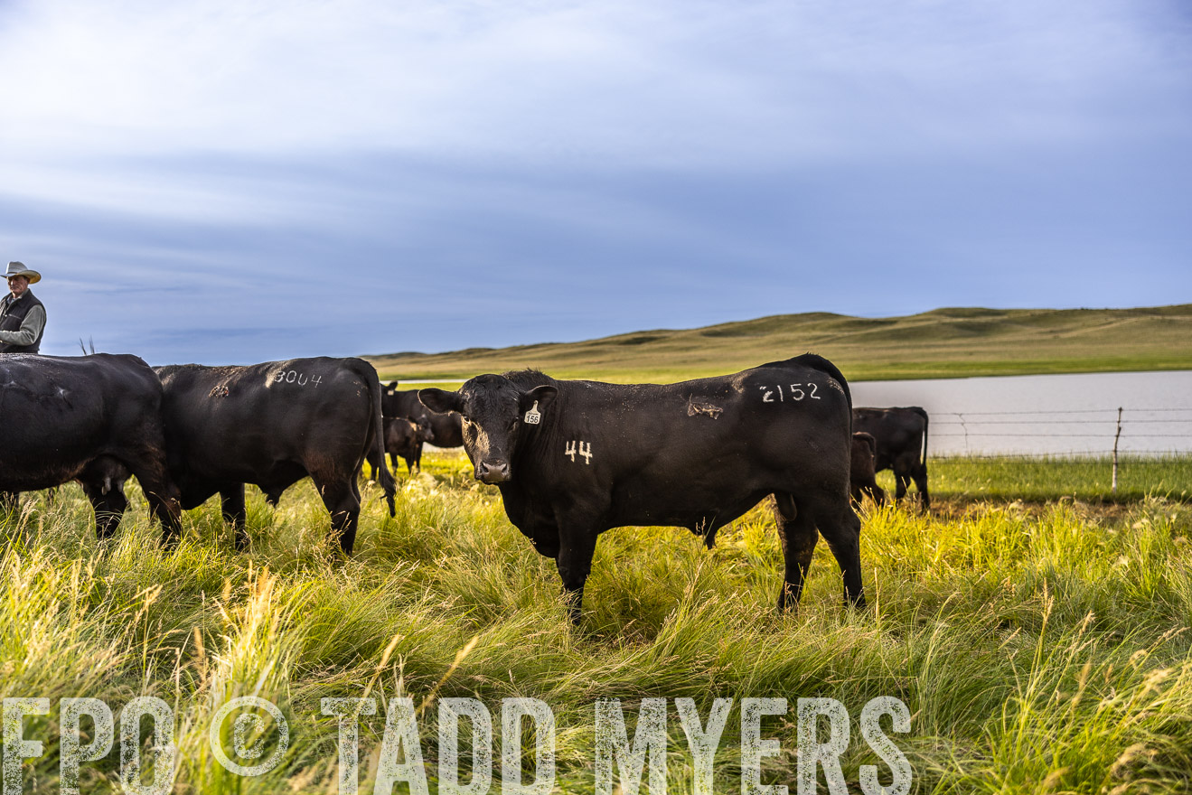 TMyers_PP_VintonRanch_Nebraska_June2024-518089