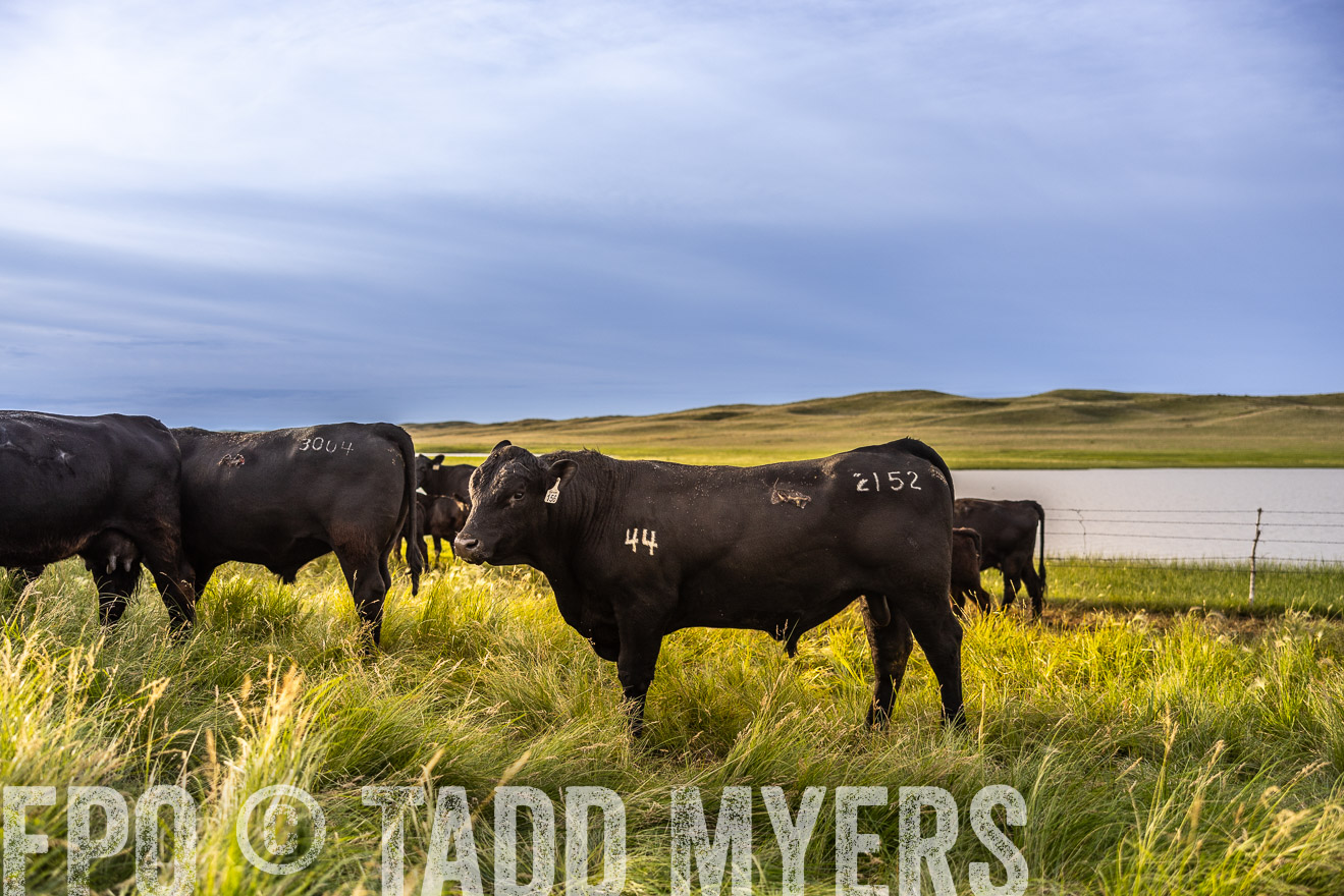 TMyers_PP_VintonRanch_Nebraska_June2024-518091