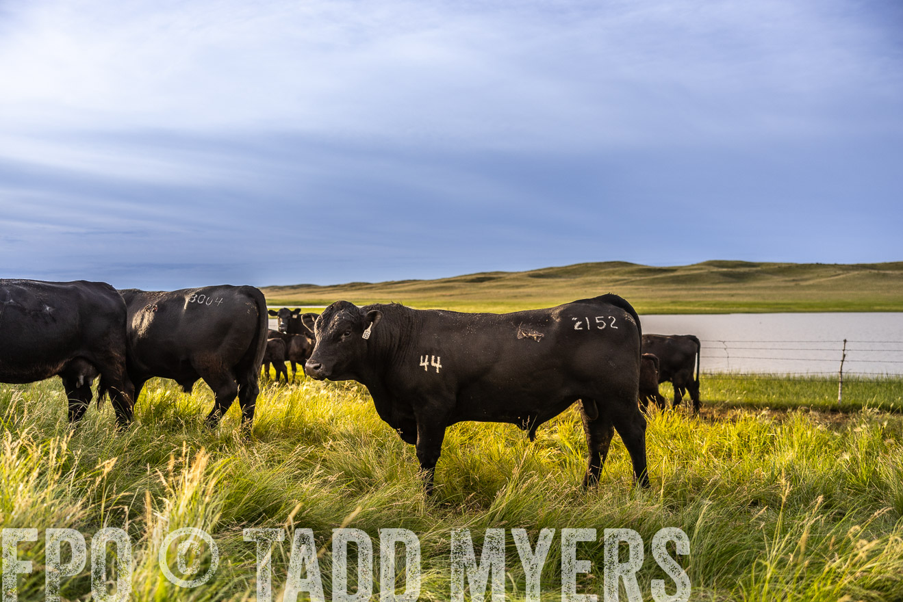 TMyers_PP_VintonRanch_Nebraska_June2024-518094