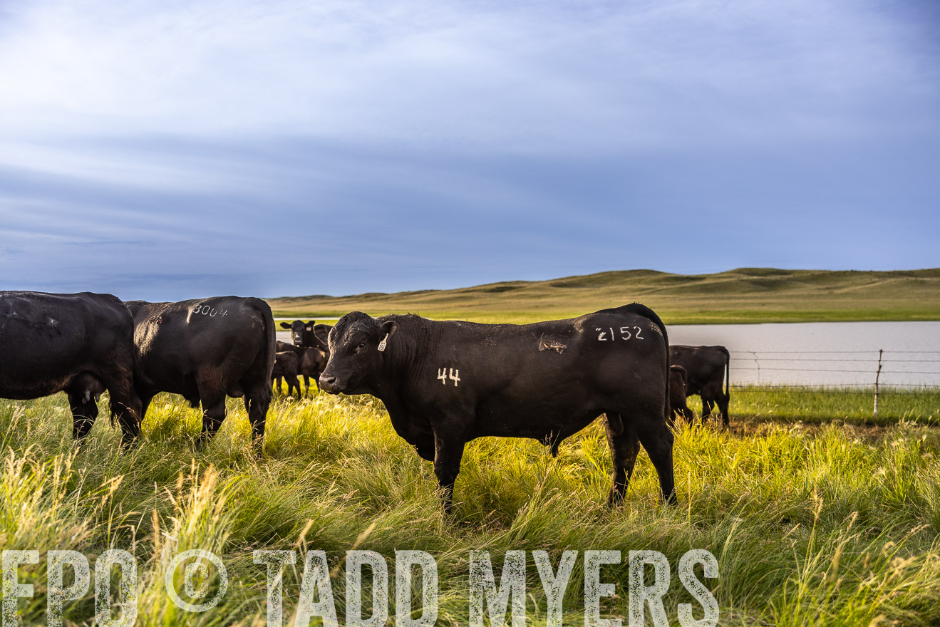 TMyers_PP_VintonRanch_Nebraska_June2024-518095