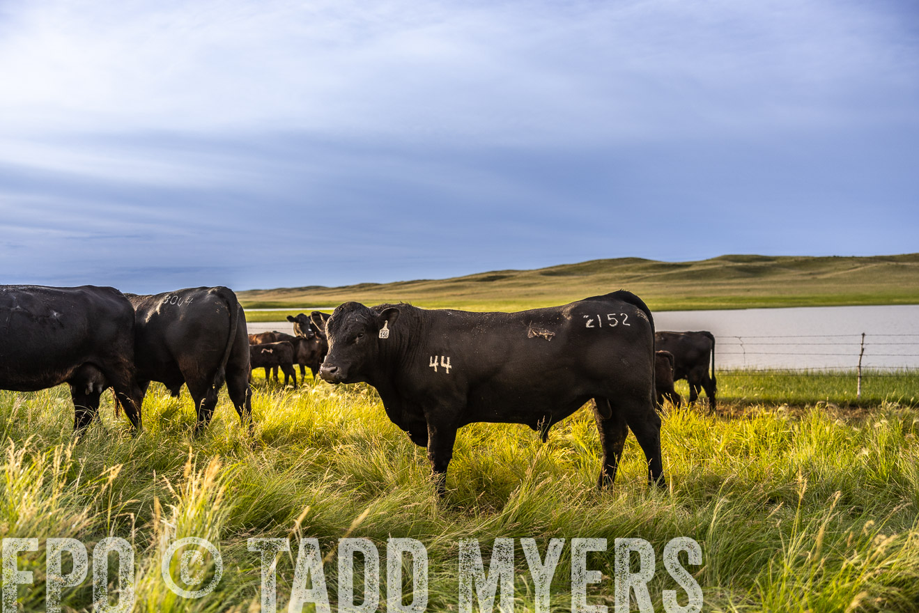 TMyers_PP_VintonRanch_Nebraska_June2024-518097