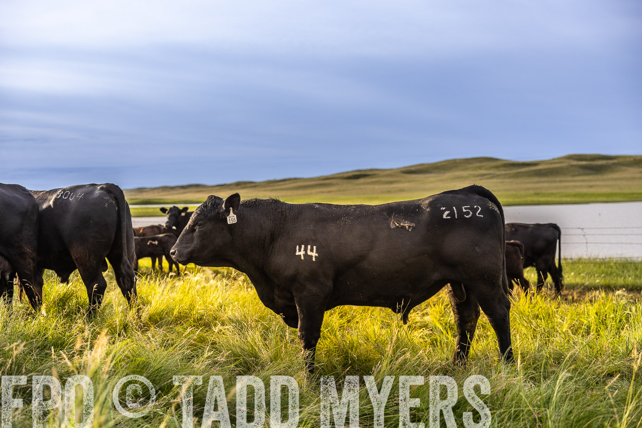 TMyers_PP_VintonRanch_Nebraska_June2024-518101