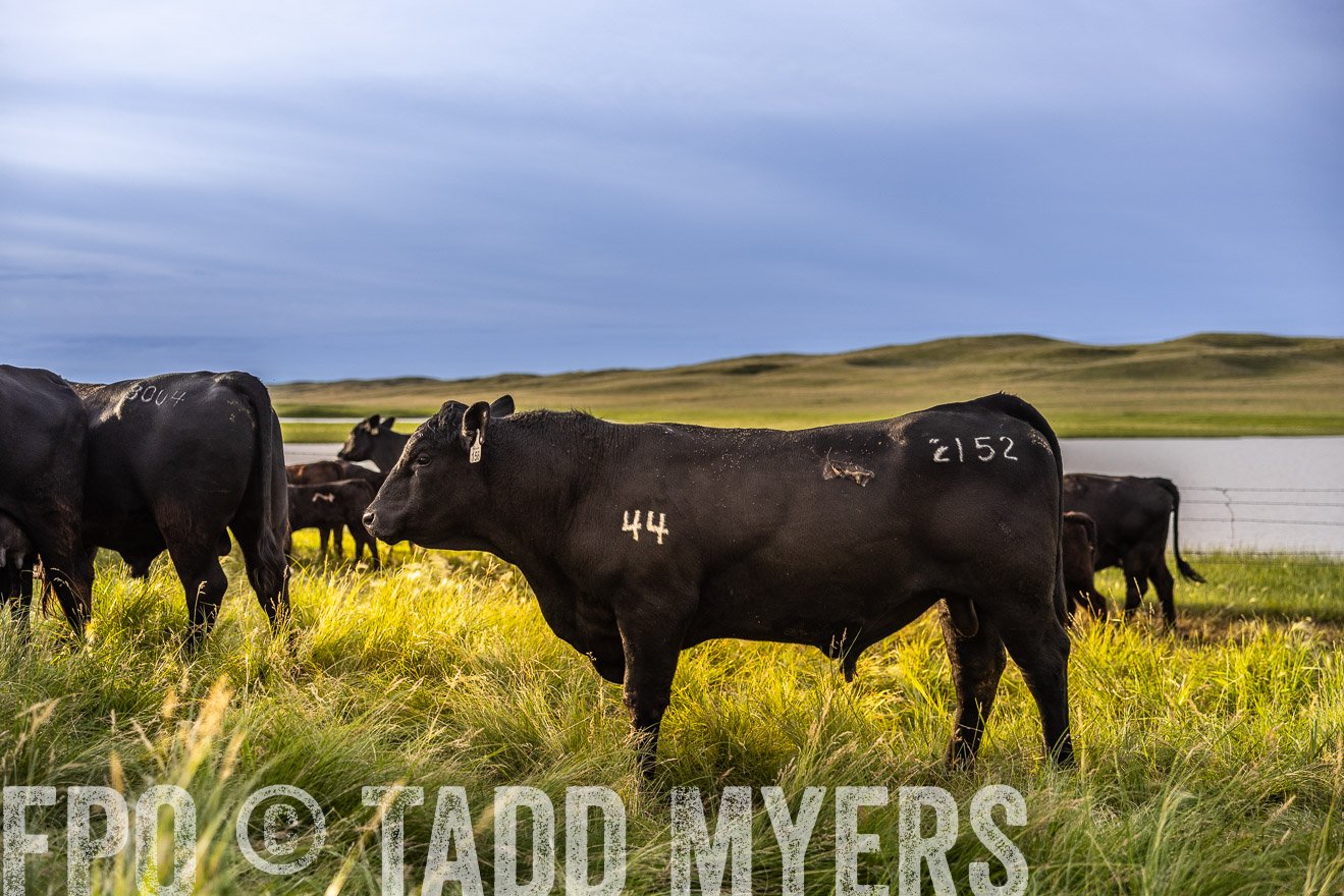 TMyers_PP_VintonRanch_Nebraska_June2024-518105