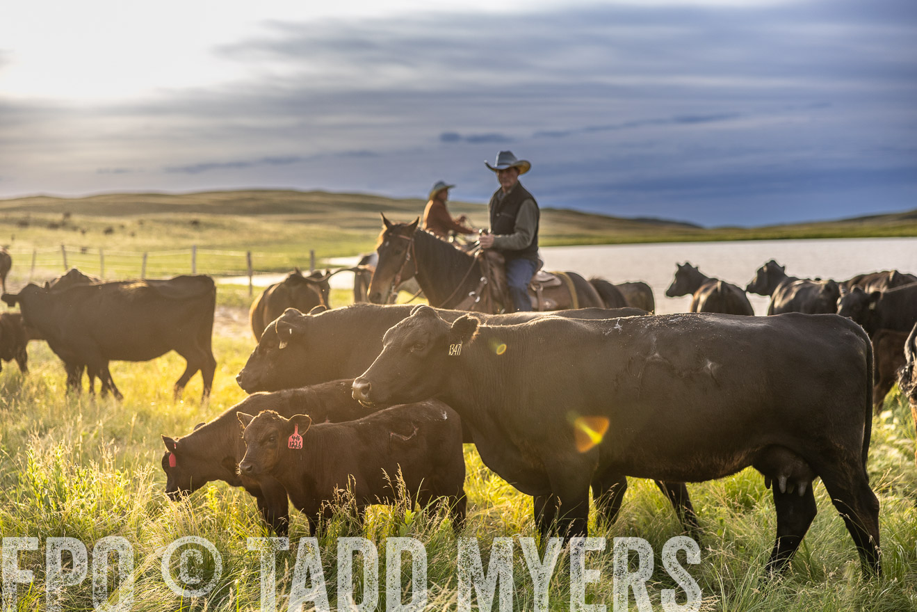 TMyers_PP_VintonRanch_Nebraska_June2024-518109