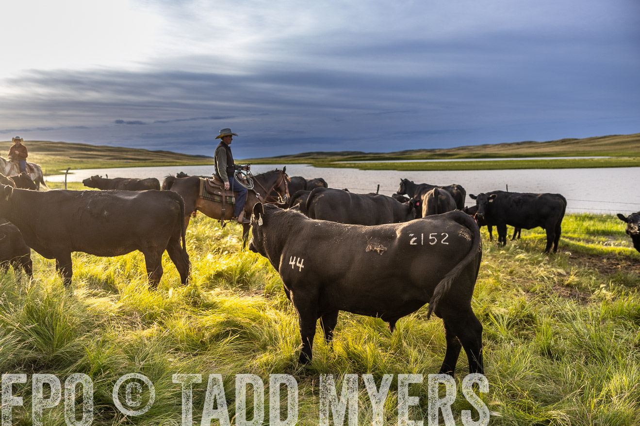 TMyers_PP_VintonRanch_Nebraska_June2024-518132