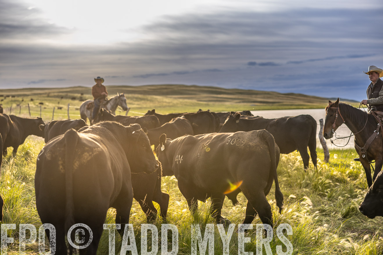 TMyers_PP_VintonRanch_Nebraska_June2024-518144