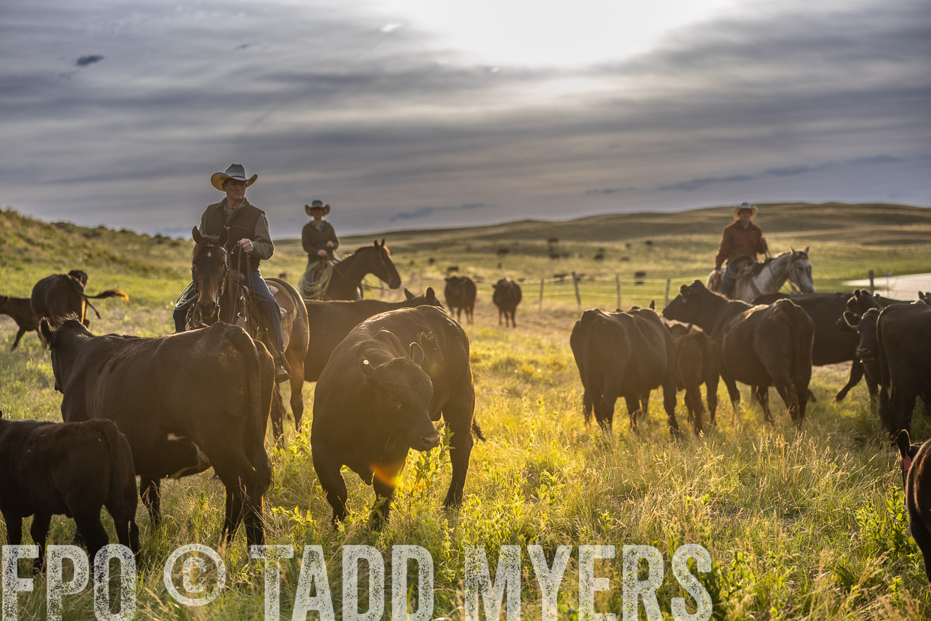 TMyers_PP_VintonRanch_Nebraska_June2024-518153