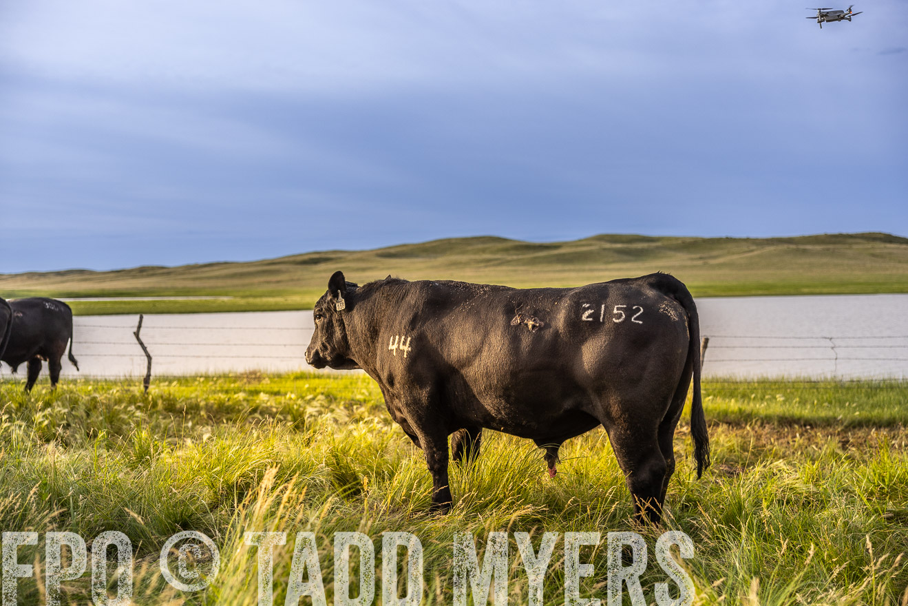 TMyers_PP_VintonRanch_Nebraska_June2024-518163