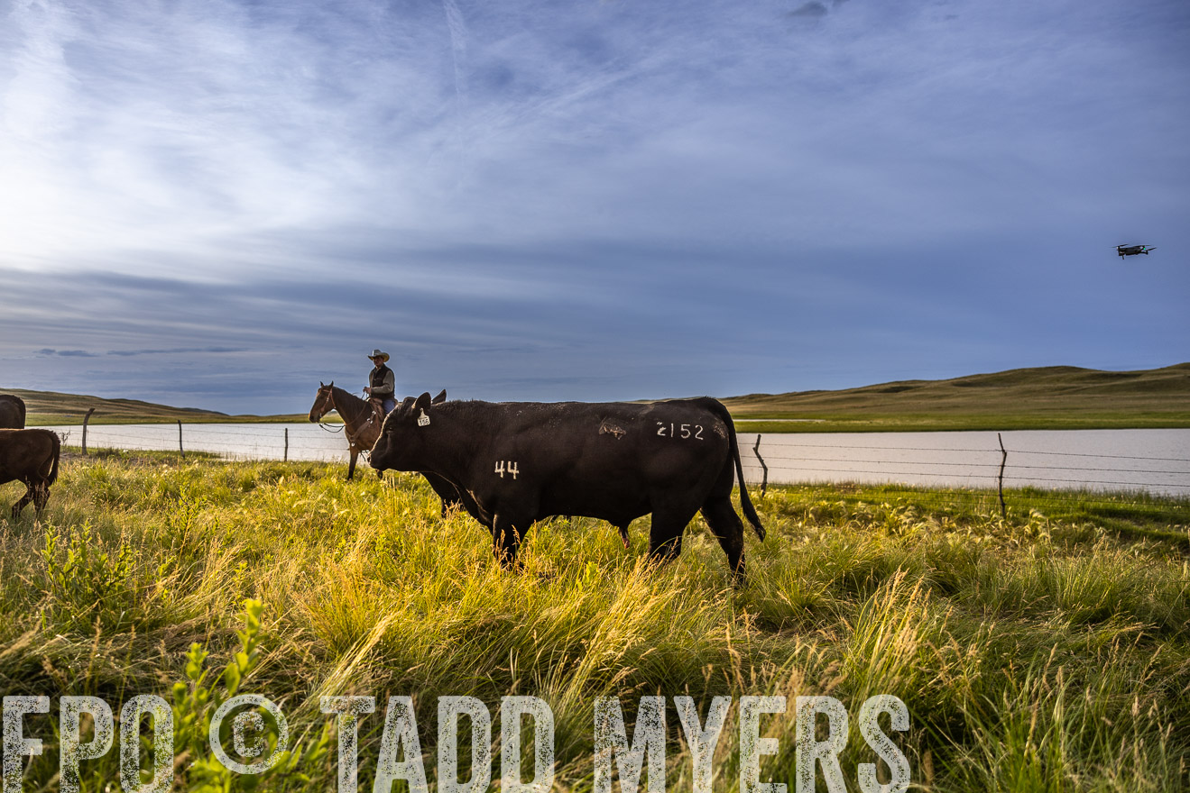 TMyers_PP_VintonRanch_Nebraska_June2024-518185