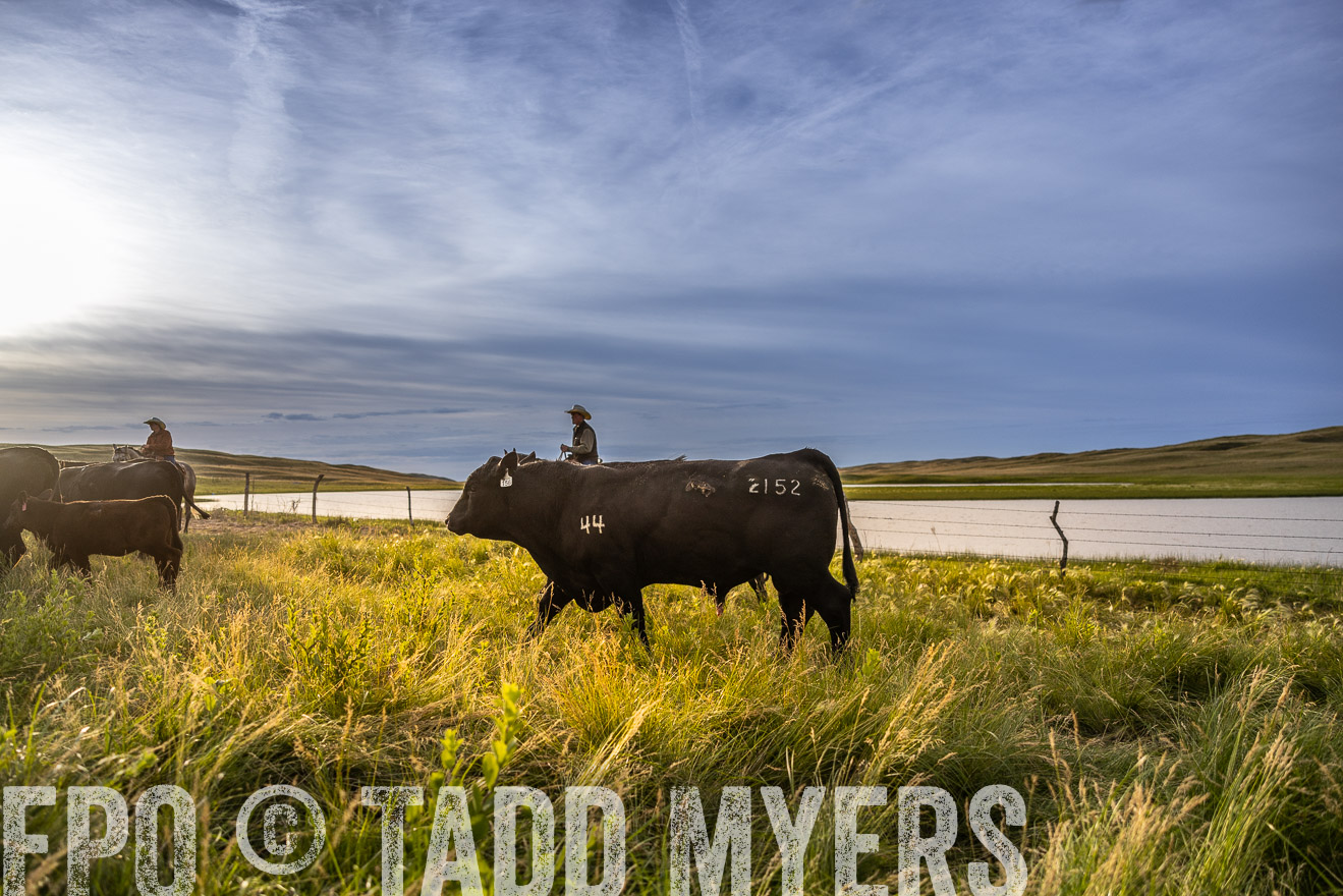 TMyers_PP_VintonRanch_Nebraska_June2024-518189