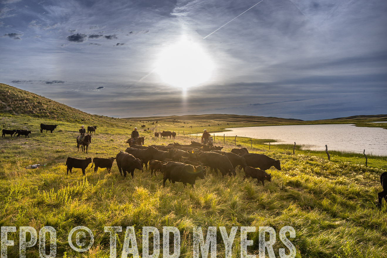 TMyers_PP_VintonRanch_Nebraska_June2024-518218