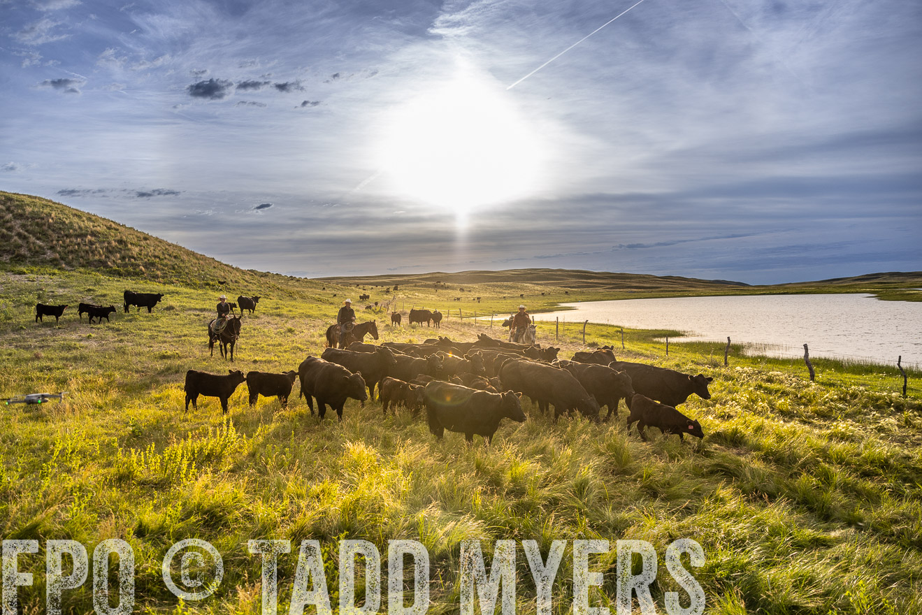 TMyers_PP_VintonRanch_Nebraska_June2024-518221
