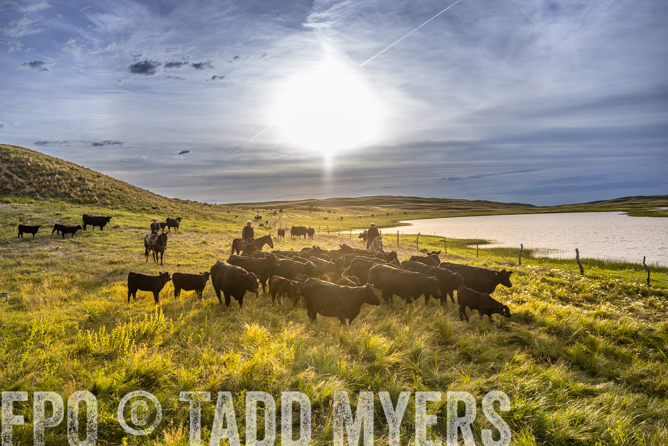 TMyers_PP_VintonRanch_Nebraska_June2024-518224