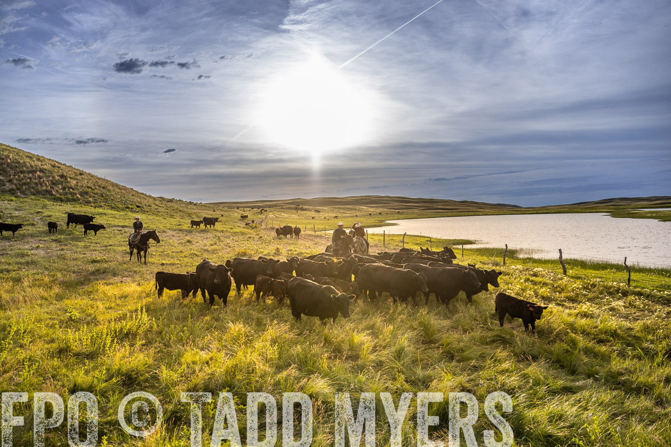 TMyers_PP_VintonRanch_Nebraska_June2024-518239