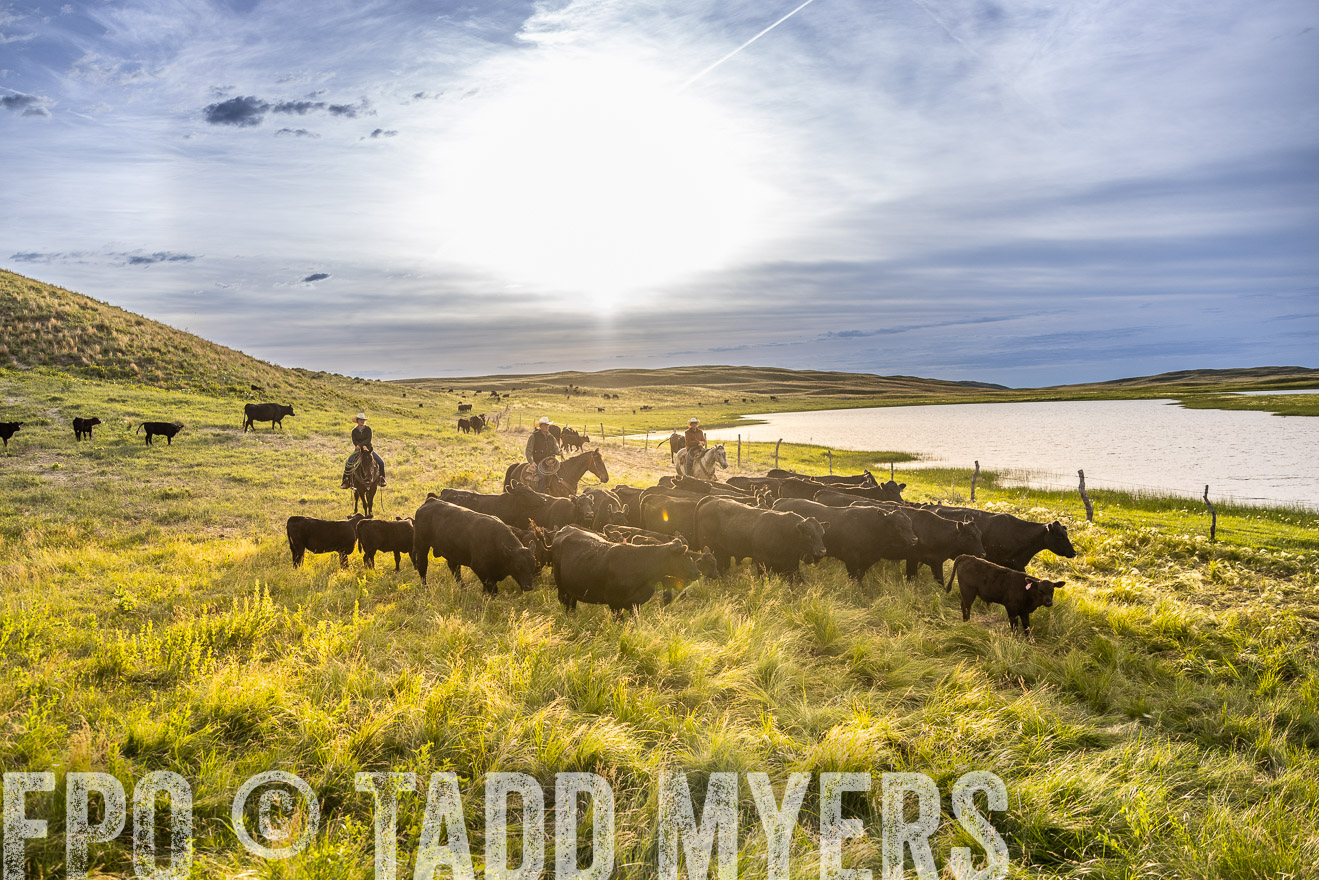 TMyers_PP_VintonRanch_Nebraska_June2024-518242