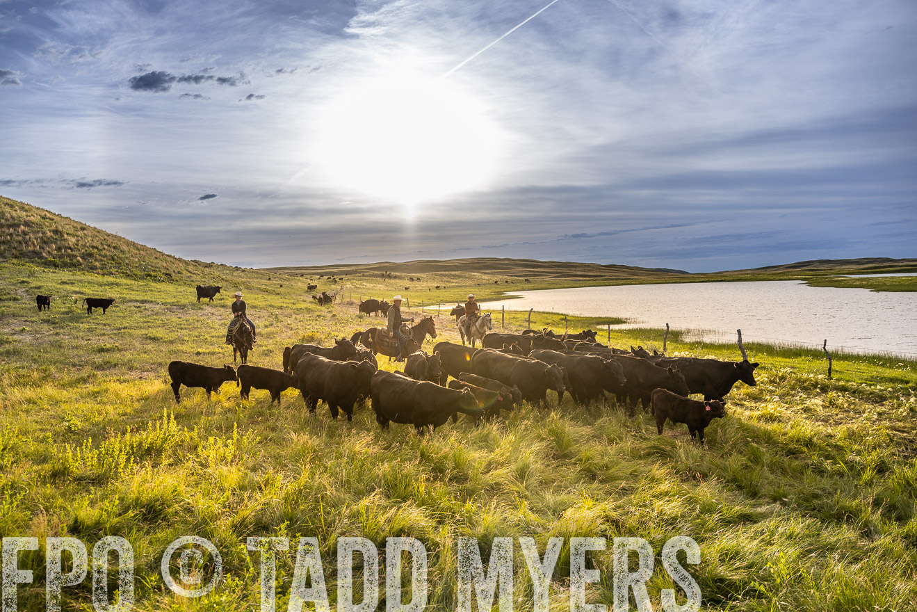 TMyers_PP_VintonRanch_Nebraska_June2024-518247