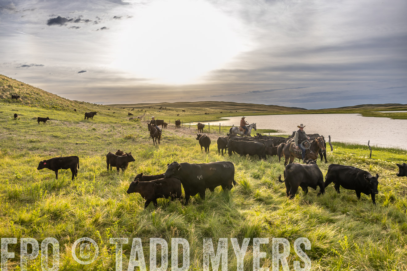 TMyers_PP_VintonRanch_Nebraska_June2024-518288