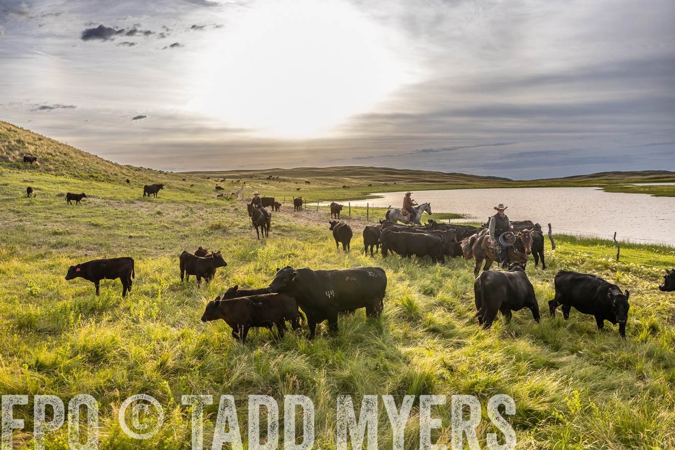 TMyers_PP_VintonRanch_Nebraska_June2024-518289