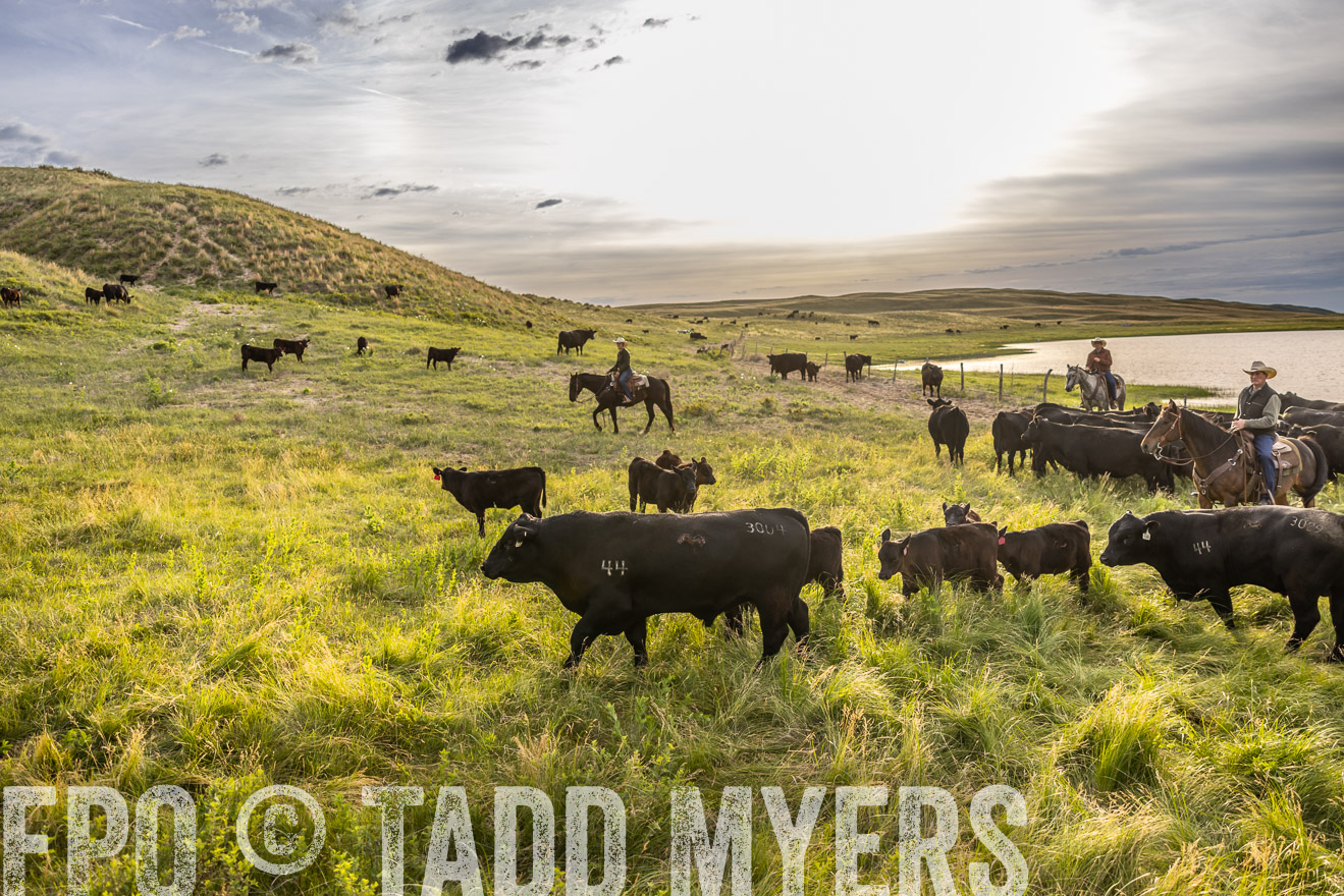 TMyers_PP_VintonRanch_Nebraska_June2024-518291