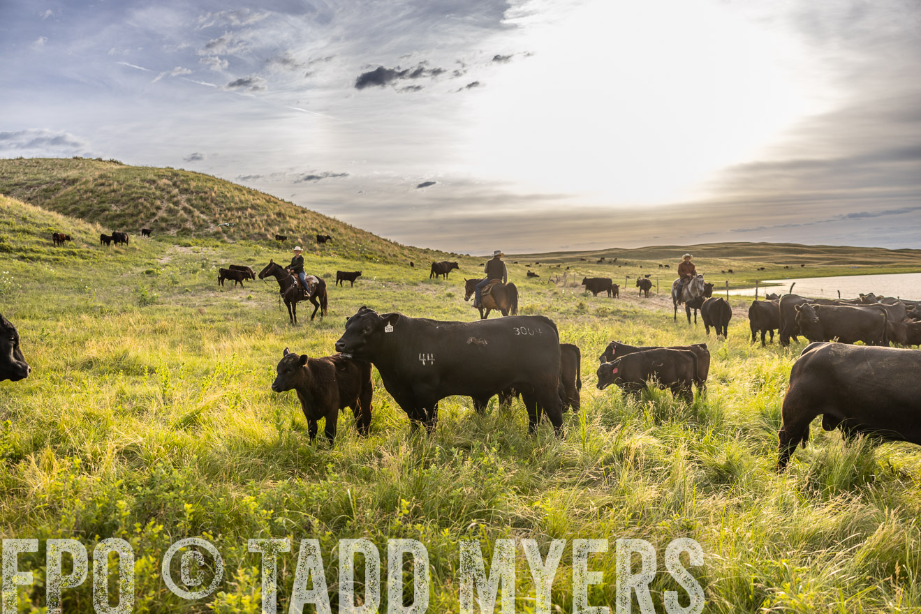 TMyers_PP_VintonRanch_Nebraska_June2024-518292