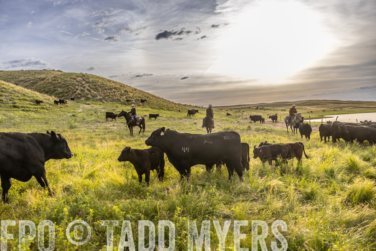 TMyers_PP_VintonRanch_Nebraska_June2024-518295