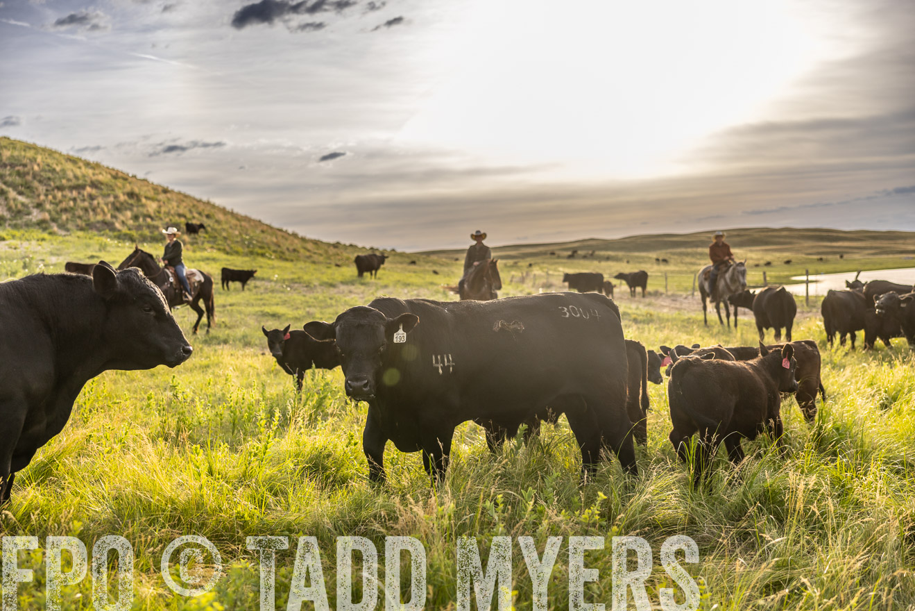 TMyers_PP_VintonRanch_Nebraska_June2024-518306