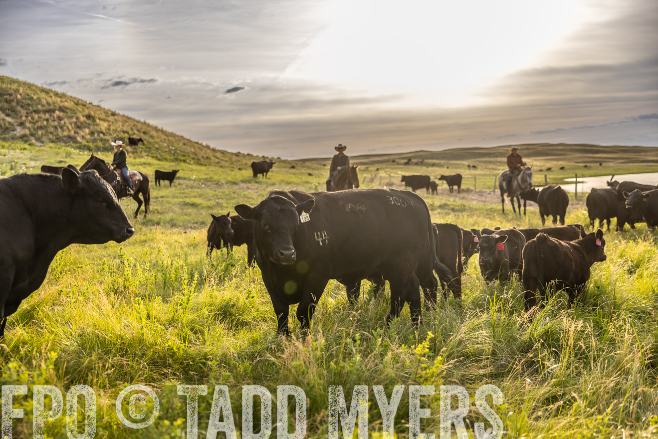 TMyers_PP_VintonRanch_Nebraska_June2024-518309