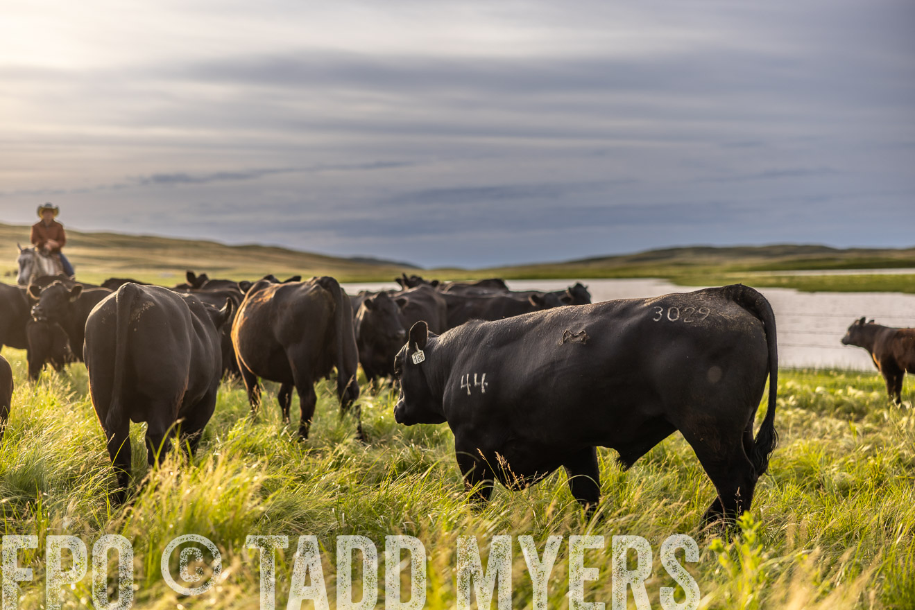 TMyers_PP_VintonRanch_Nebraska_June2024-518320