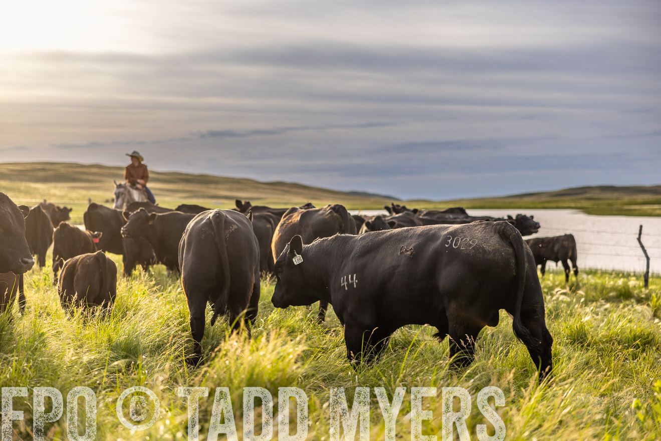 TMyers_PP_VintonRanch_Nebraska_June2024-518325