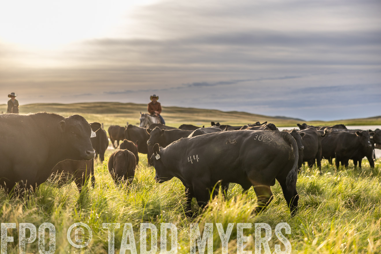 TMyers_PP_VintonRanch_Nebraska_June2024-518328