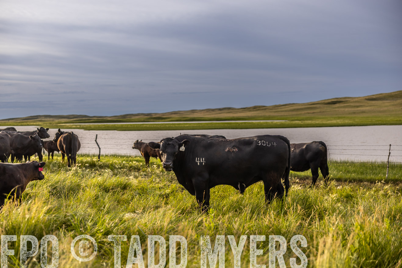TMyers_PP_VintonRanch_Nebraska_June2024-518340