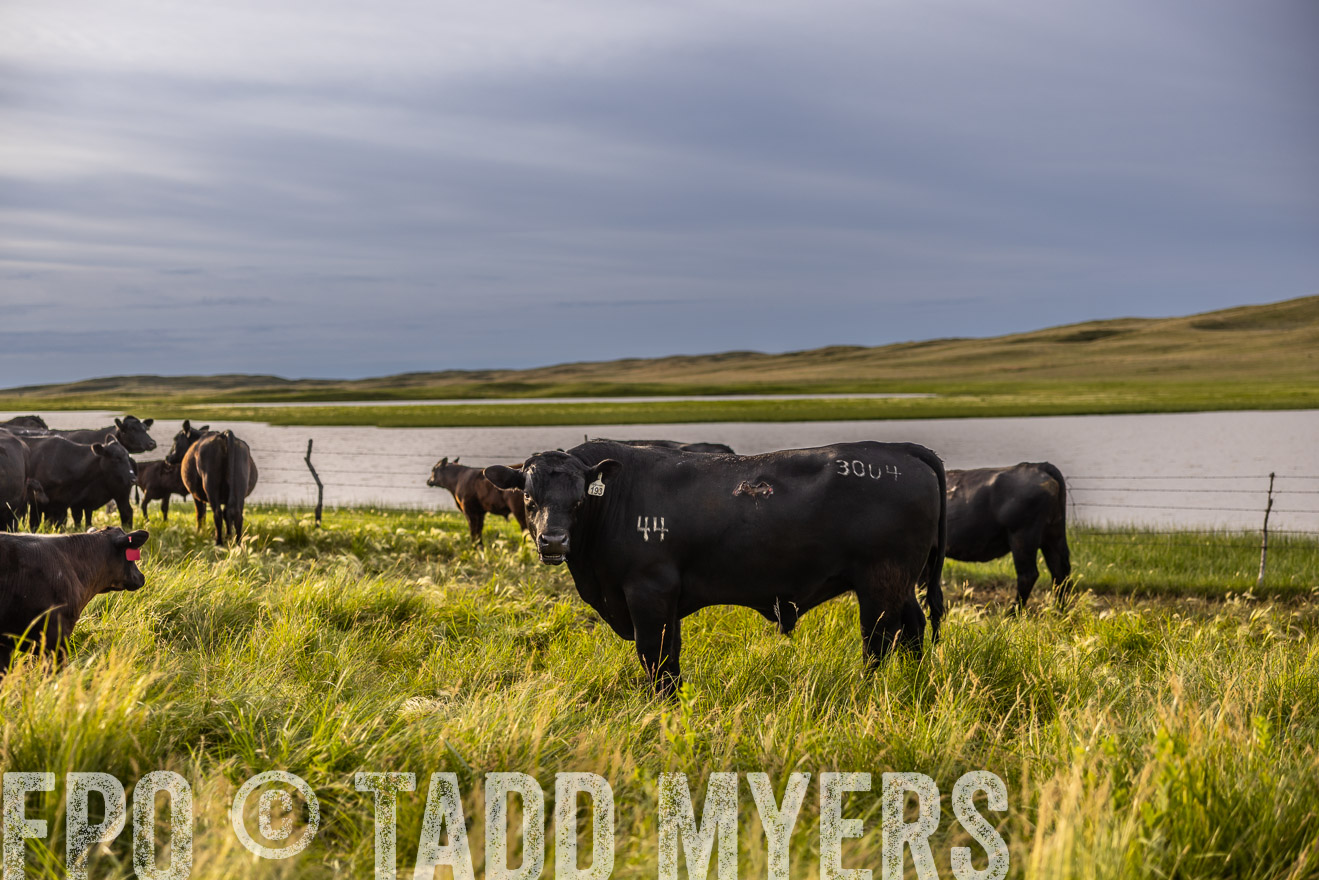 TMyers_PP_VintonRanch_Nebraska_June2024-518341
