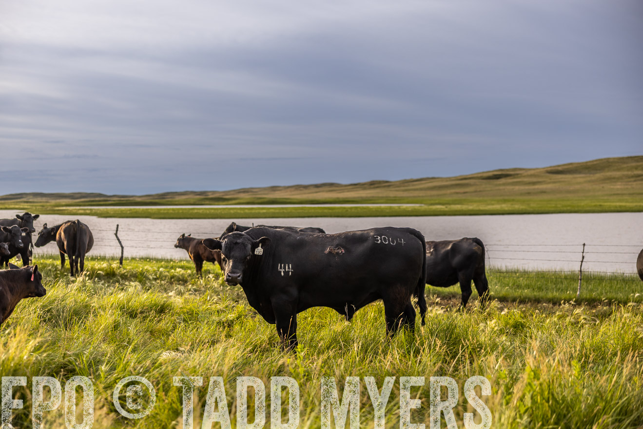 TMyers_PP_VintonRanch_Nebraska_June2024-518348