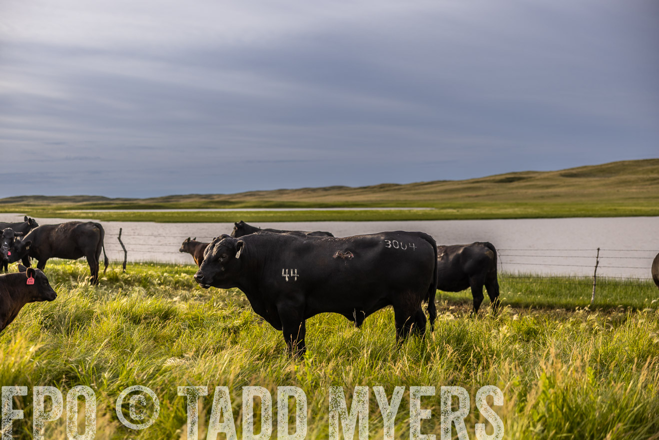 TMyers_PP_VintonRanch_Nebraska_June2024-518350