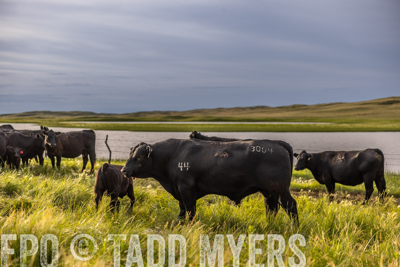 TMyers_PP_VintonRanch_Nebraska_June2024-518352