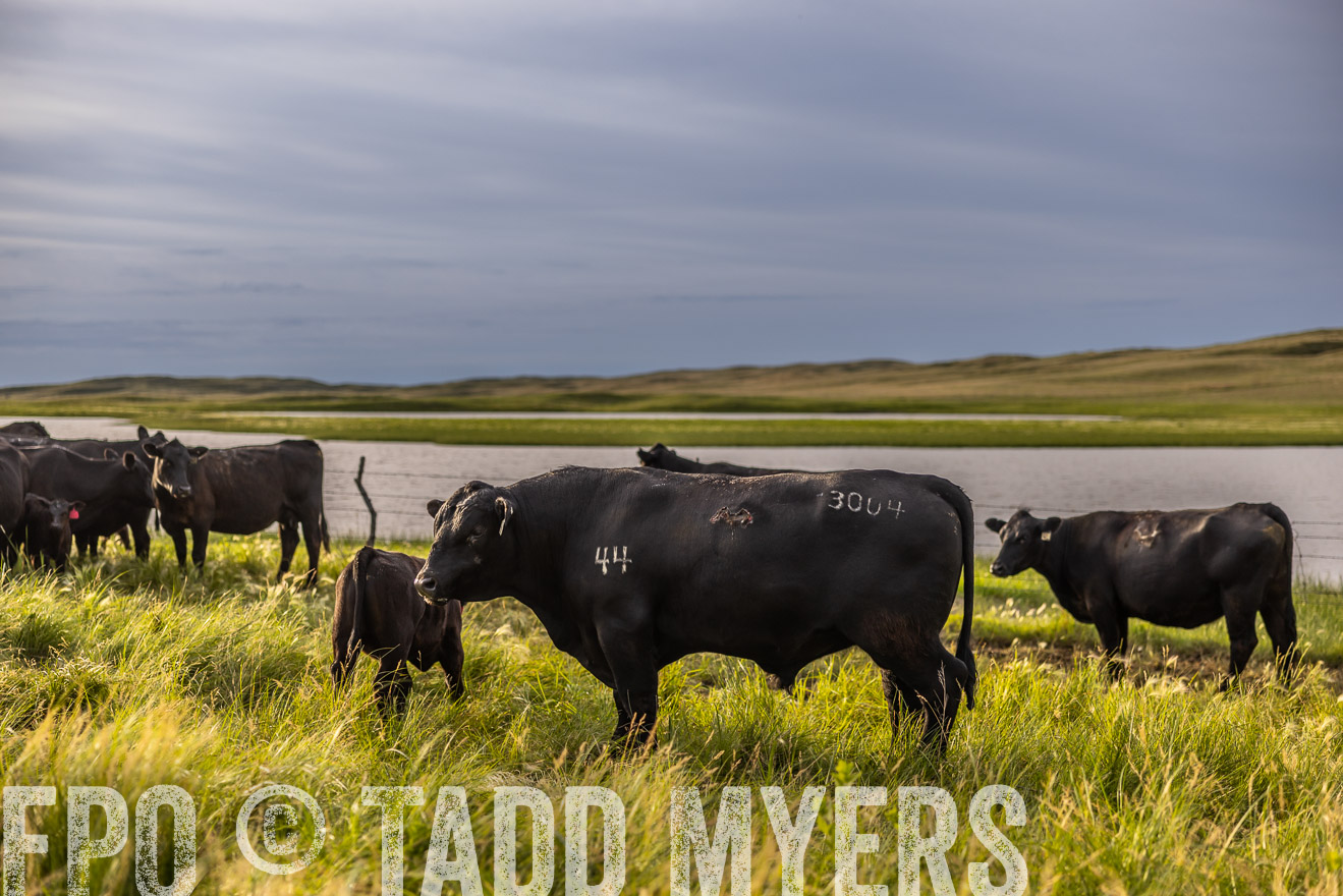 TMyers_PP_VintonRanch_Nebraska_June2024-518354