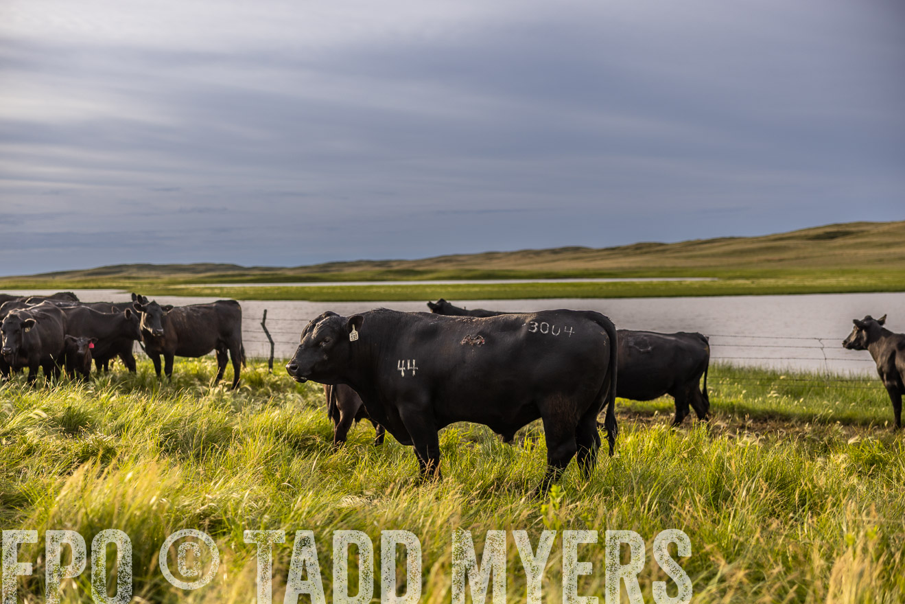 TMyers_PP_VintonRanch_Nebraska_June2024-518361