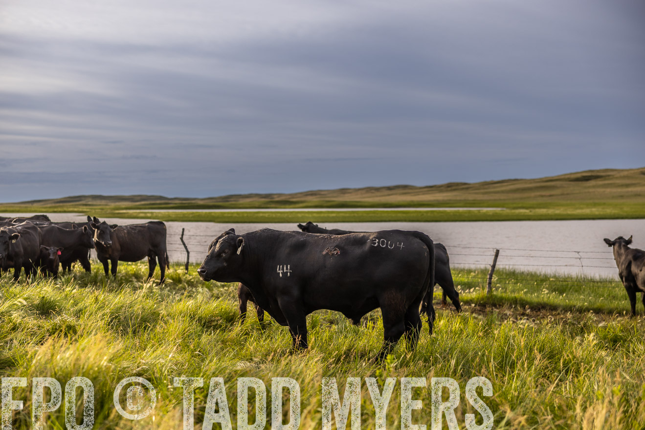 TMyers_PP_VintonRanch_Nebraska_June2024-518363
