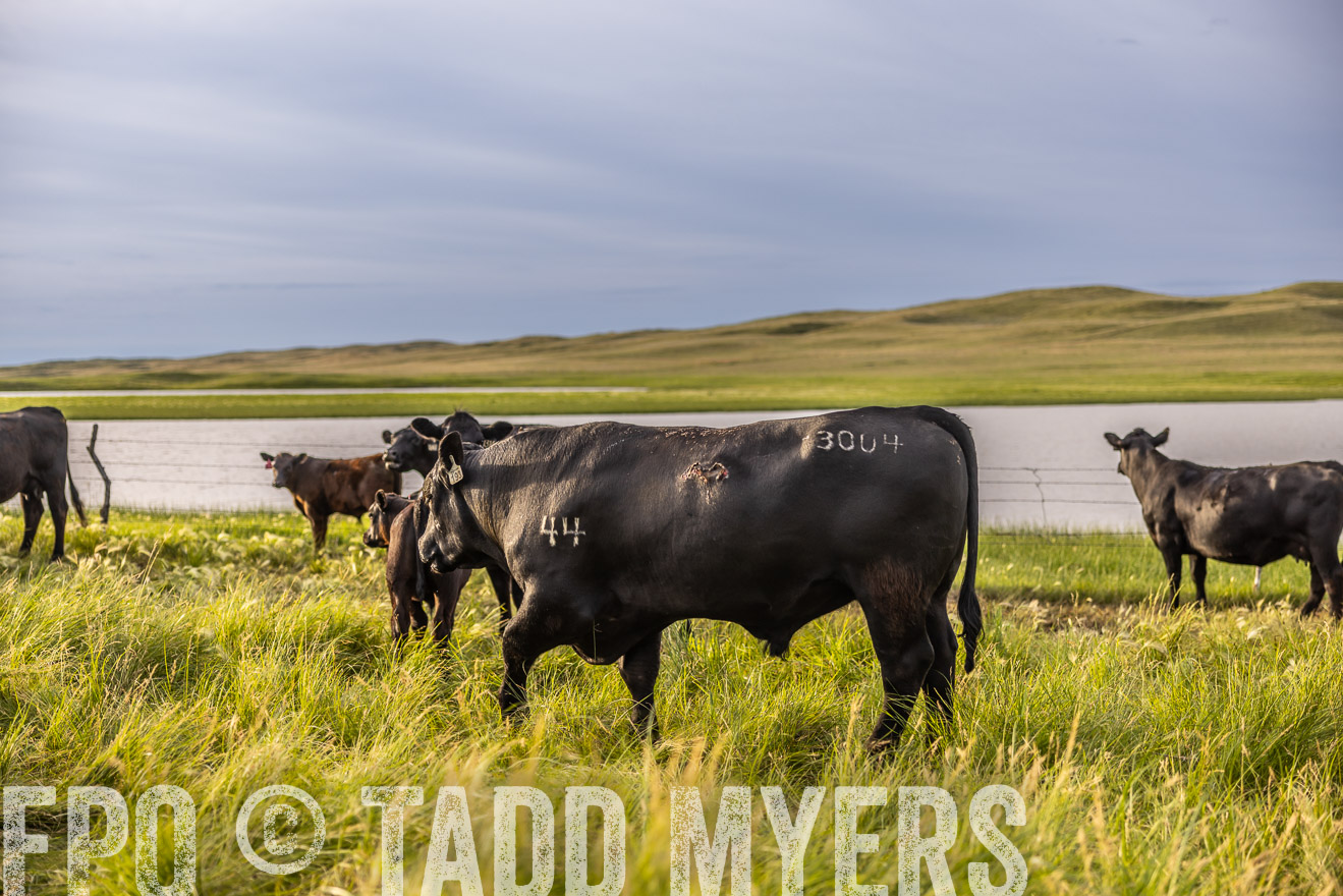 TMyers_PP_VintonRanch_Nebraska_June2024-518367