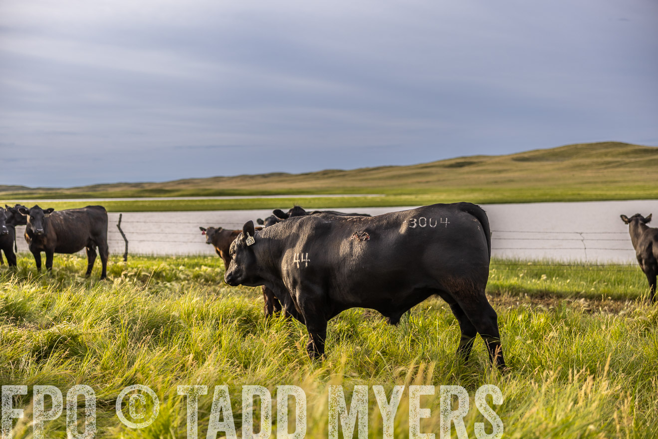 TMyers_PP_VintonRanch_Nebraska_June2024-518370